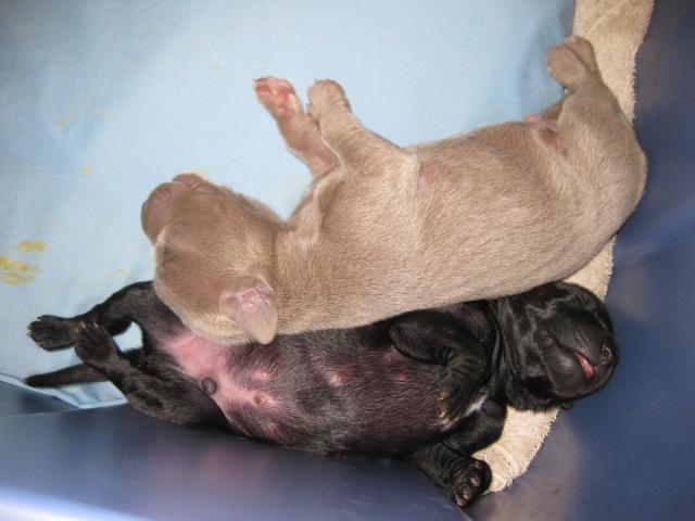 Molly pup 092611-15